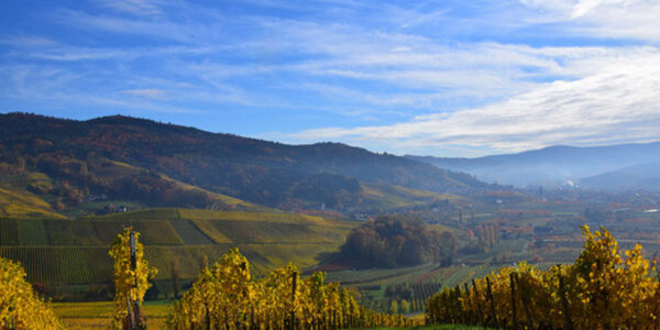Eine Landschaft mit Hügeln und Bäumen lädt zum Entspannen ein und greift damit die aktuellen Wellness-Trends auf, die auf eine von der Natur inspirierte Gelassenheit setzen.