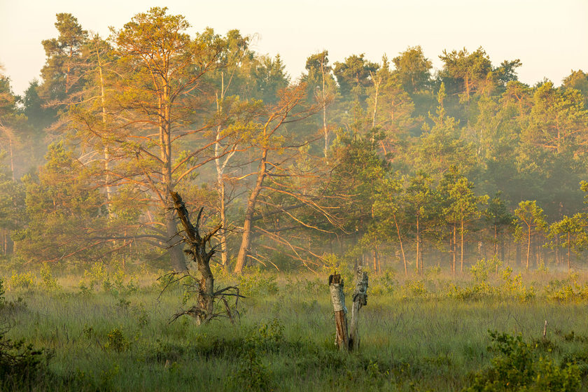 Waldstück in der Nähe der feelMOOR Therme in Bad Wurzach