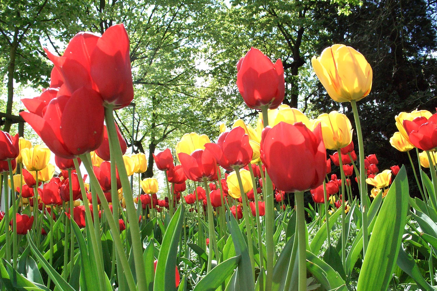 Ein leuchtendes Feld voll blühender roter und gelber Tulpen wird mit grünen Stängeln und Blättern vor einem Hintergrund aus belaubten Bäumen im hellen Sonnenlicht gezeigt.